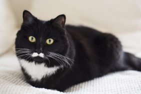 tuxedo cat lying on couch