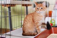 A homeless feline at a cat shelter. Newberry’s homeless cats find a new home in South Carolina.