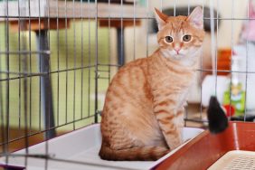 A homeless feline at a cat shelter. Newberry’s homeless cats find a new home in South Carolina.