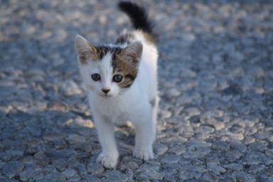 Stray cat on the streets, like the one rescued by Chicago marathon runner.