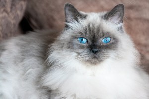 Himalayan cat