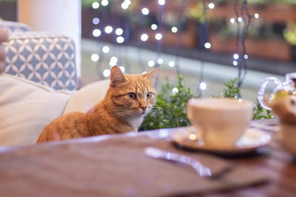 The first cat café in Topeka is set to bring joys to cats and their patrons alike.