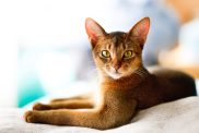 A young Abyssinian looking at the camera