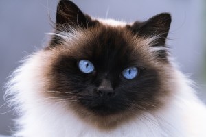 Himalayan cat