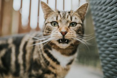 Tabby cat making unique facial expressions, as in the recent scientific study examining cat facial expressions.