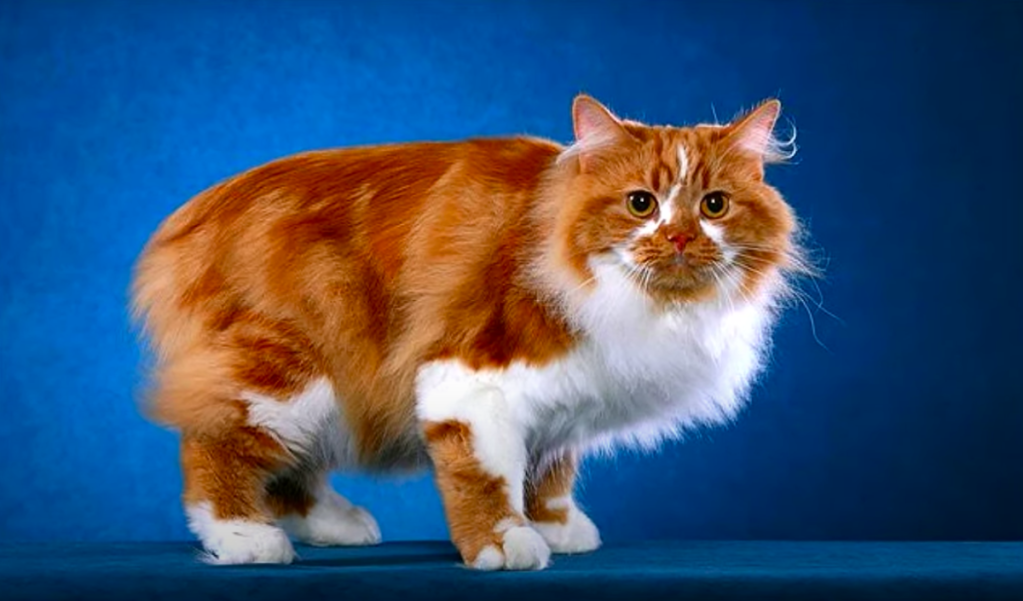 orange and white cymric cat on a blue studio background