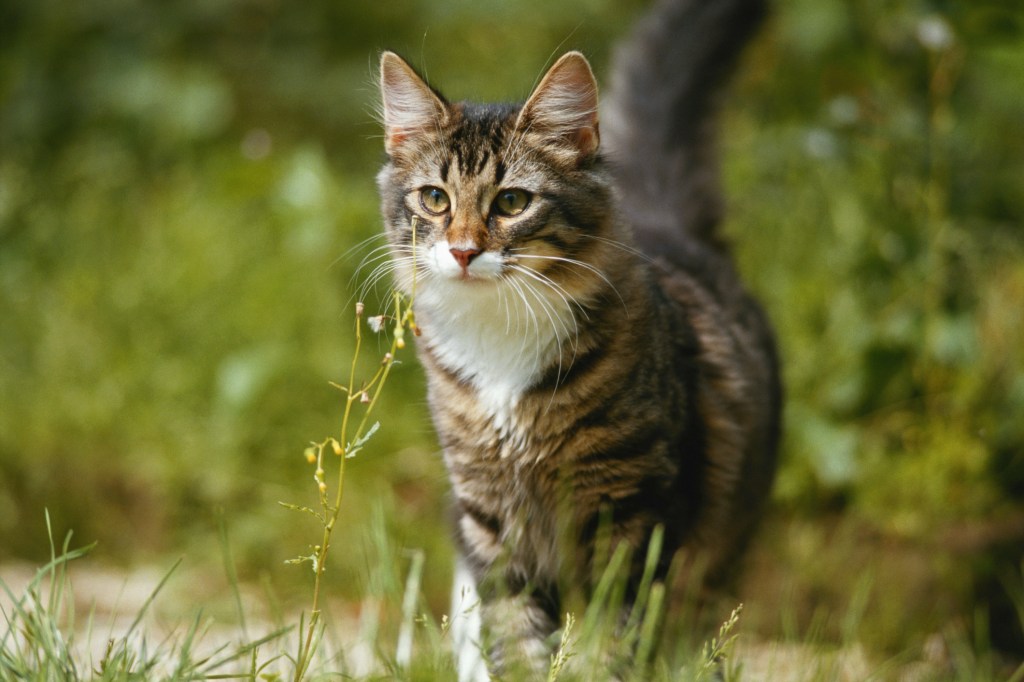 Cat walking outdoors.