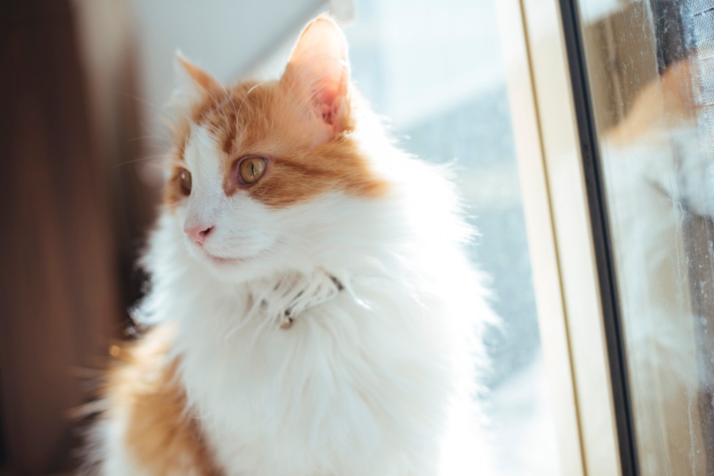 Domesticated ginger cat waiting near the door.