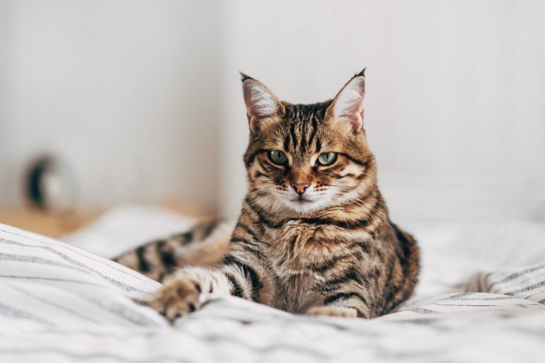 Domesticated cat lying on sofa.