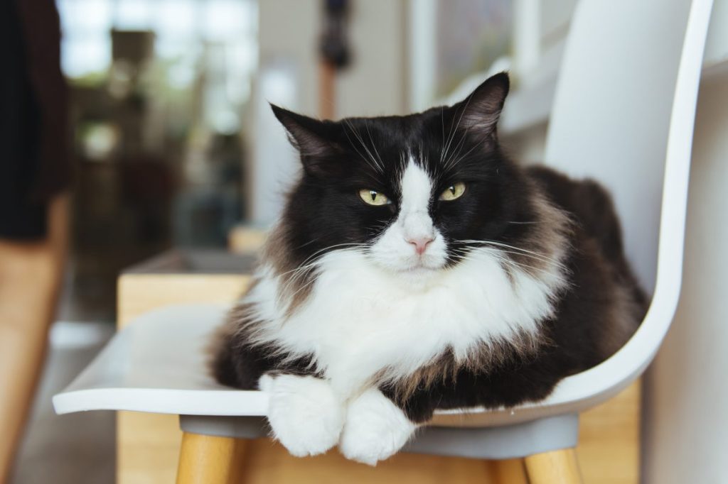 A cat similar to Felix, Huddersfield Station's famous feline who died at the age of 12 on Sunday.