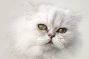 The adorably grumpy-looking face of a Chinchilla cat isolated against a light background.