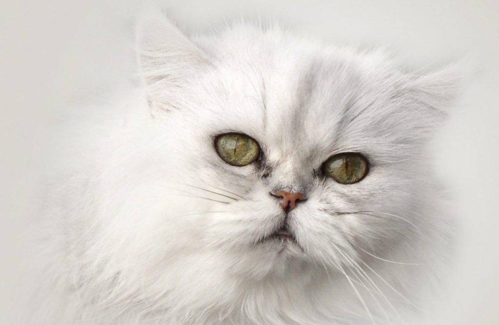 The adorably grumpy-looking face of a Chinchilla cat isolated against a light background.