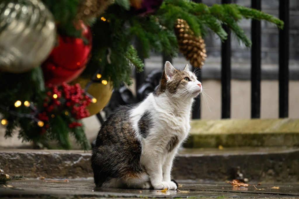 Larry, the cat who serves as Chief Mouser to the Cabinet Office at 10 Downing Street, London.