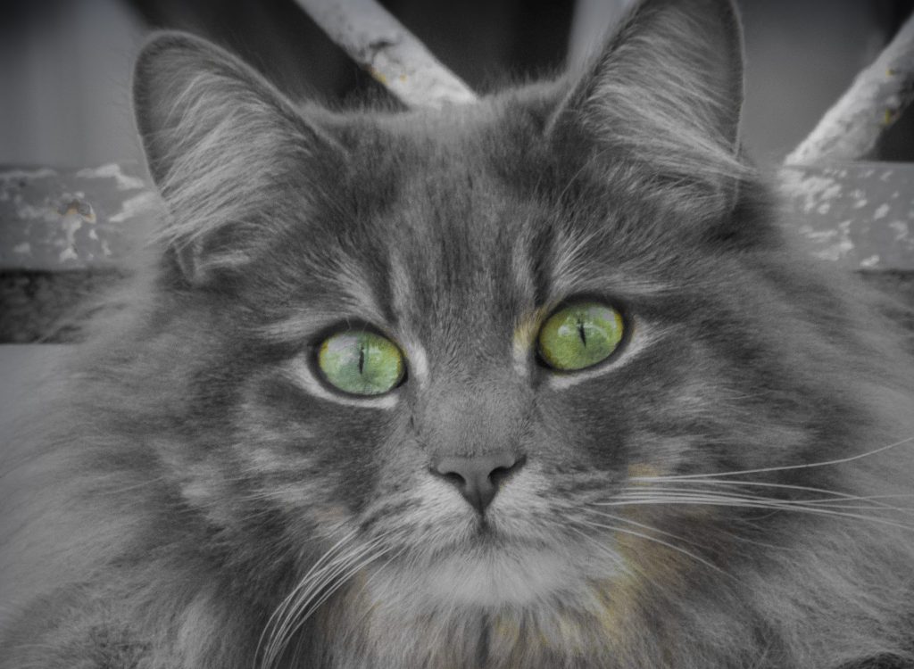 Portrait of a Nebulung cat with piercing green eyes