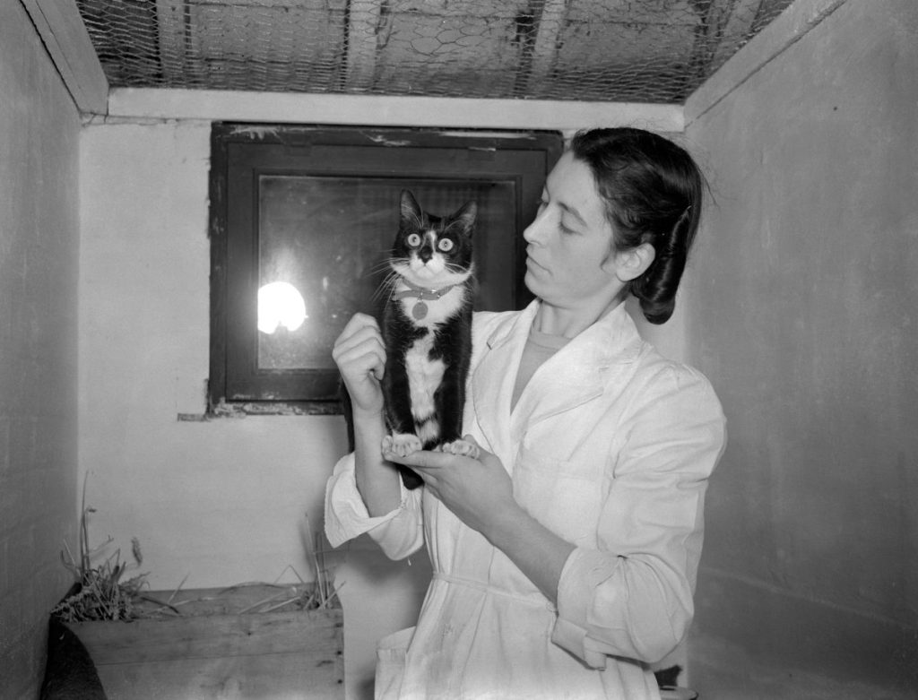 Simon, the cat responsible for saving the Royal Navy's food supplies while their ship was attacked by Chinese forces in 1949.