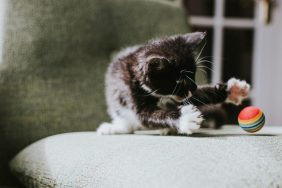 A black and white cat plays fetch with a ball in a sunny domestic environment.