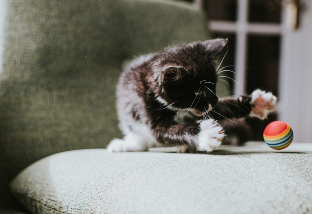 A black and white cat plays fetch with a ball in a sunny domestic environment.