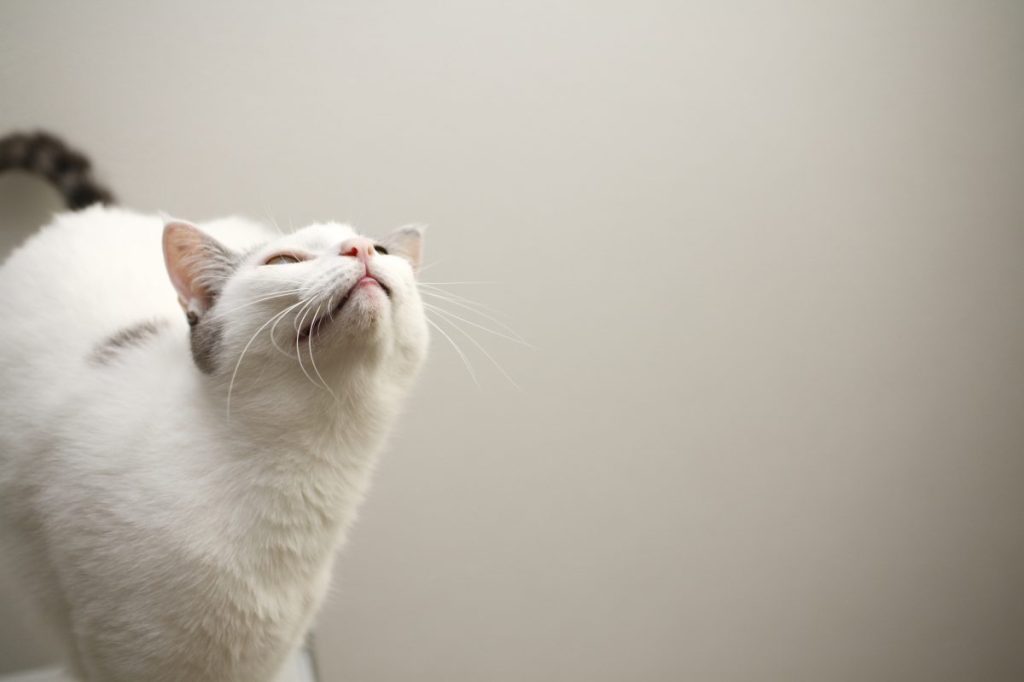 A cat, similar to the one who was reunited with his owners in Tennessee after she went missing in California.