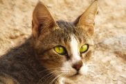 Cat of the Arabian Mau breed lying in a street against a rustic wall, in an Arabian city batched with golden afternoon sunlight.