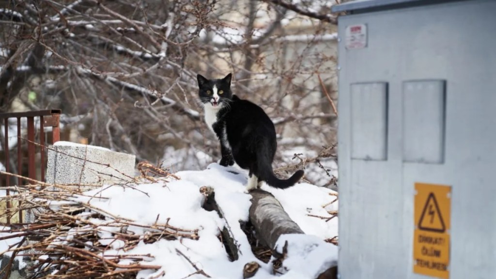 A stray cat similar to the one potentially transmitting Alaskavirus to an elderly man and causing his death.