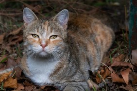 A lost cat lying on dry autumn foliage.