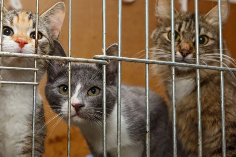 Three cats in a cage.