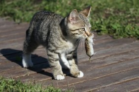 A cat with a rodent in its mouth.