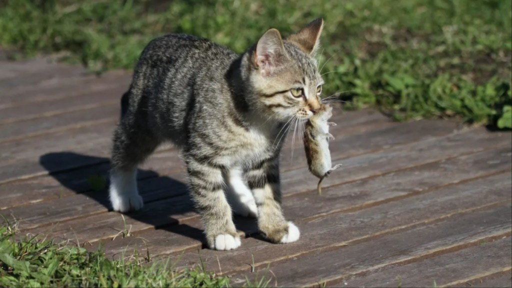 A cat with a rodent in its mouth.