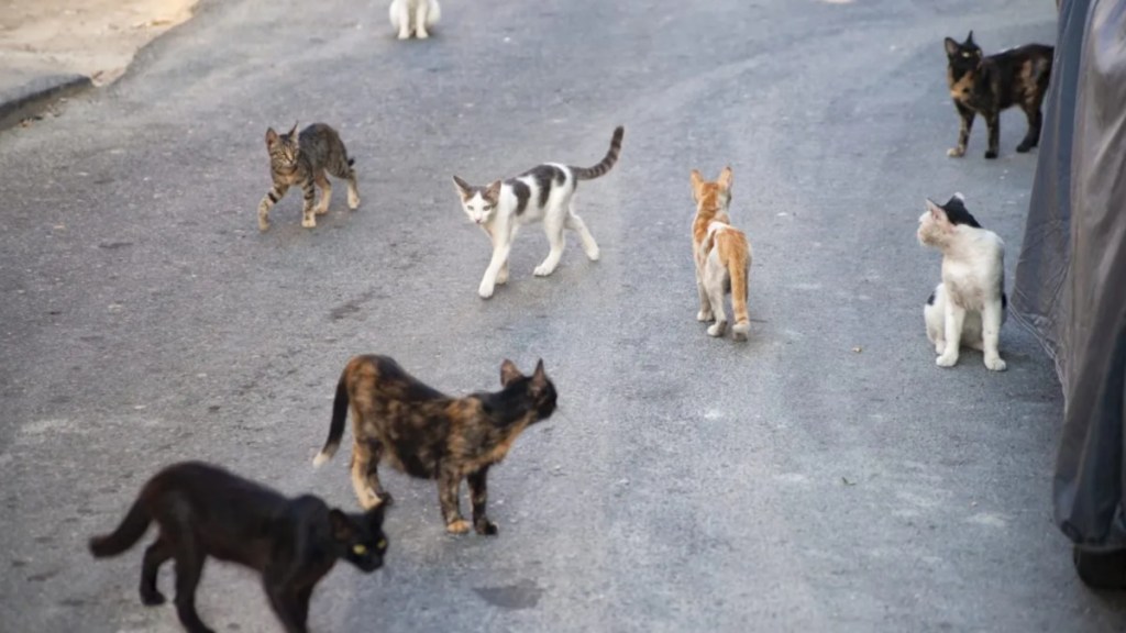 Feral Cats Napa County