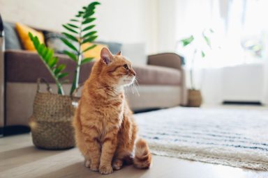 A cat, similar to the one who was reunited with his Florida family after being missing for 6 months.