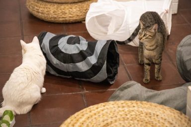 Cats playing in a café, similar to the one in Birmingham, Alabama, whose co-founder recently died.