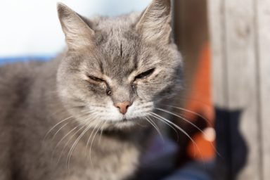 An abused cat, similar to the one who was stuffed in a trash bag by a man and slammed on to the ground.