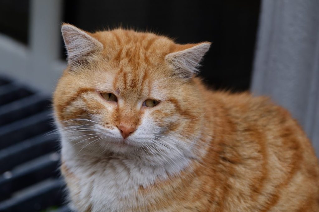 A lost cat, like the one who was reunited with her family in France after 6 years.