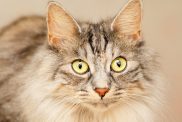 Photo of a Karelian Bobtail with yellow eyes