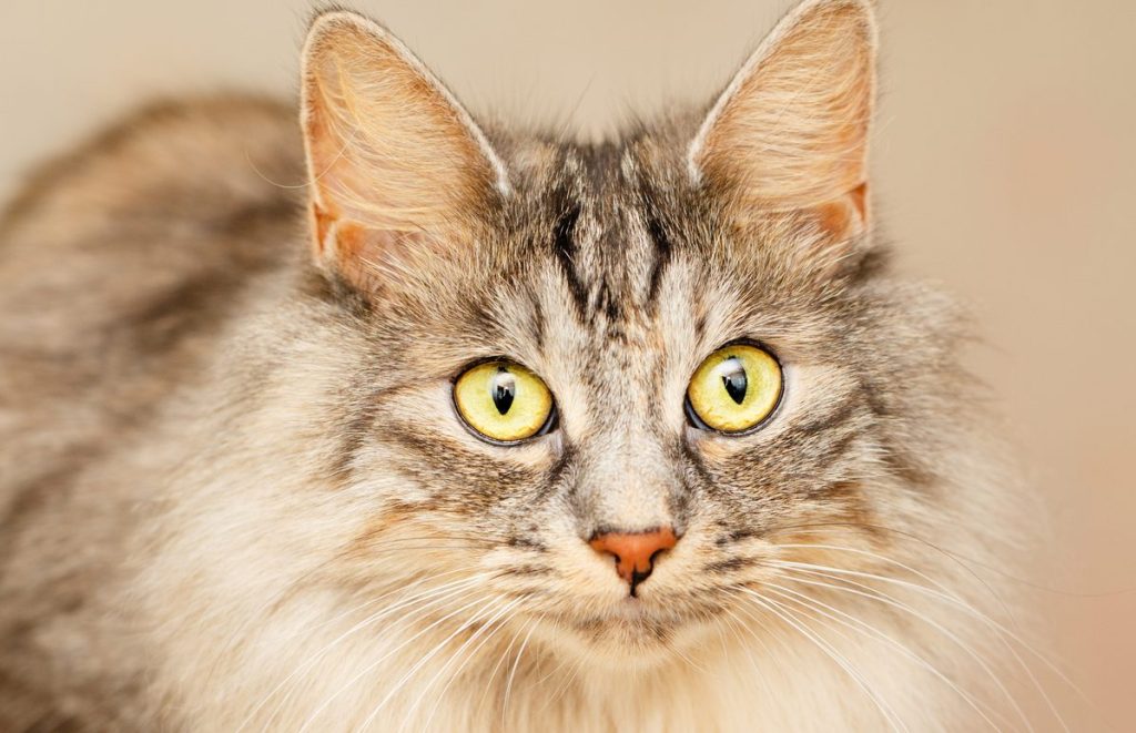 Photo of a Karelian Bobtail with yellow eyes