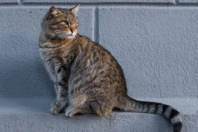 A lonely gray cat walks through the city streets, on the sidewalk and asphalt.