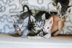 Homeless kittens rescued in a box.