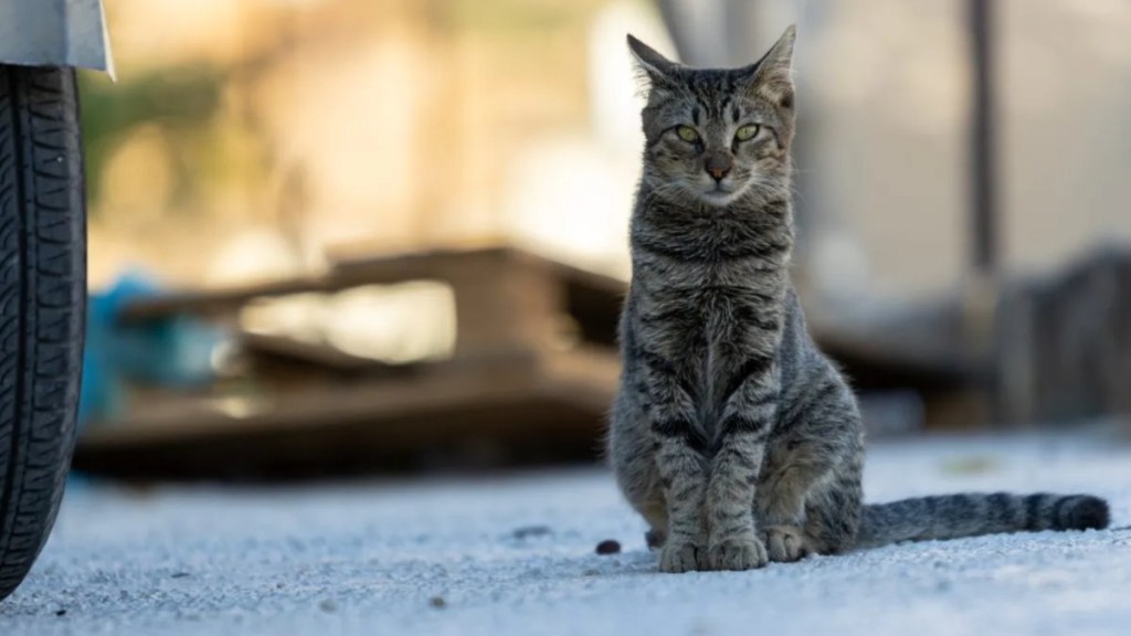 Close-up of cat sitting on street.