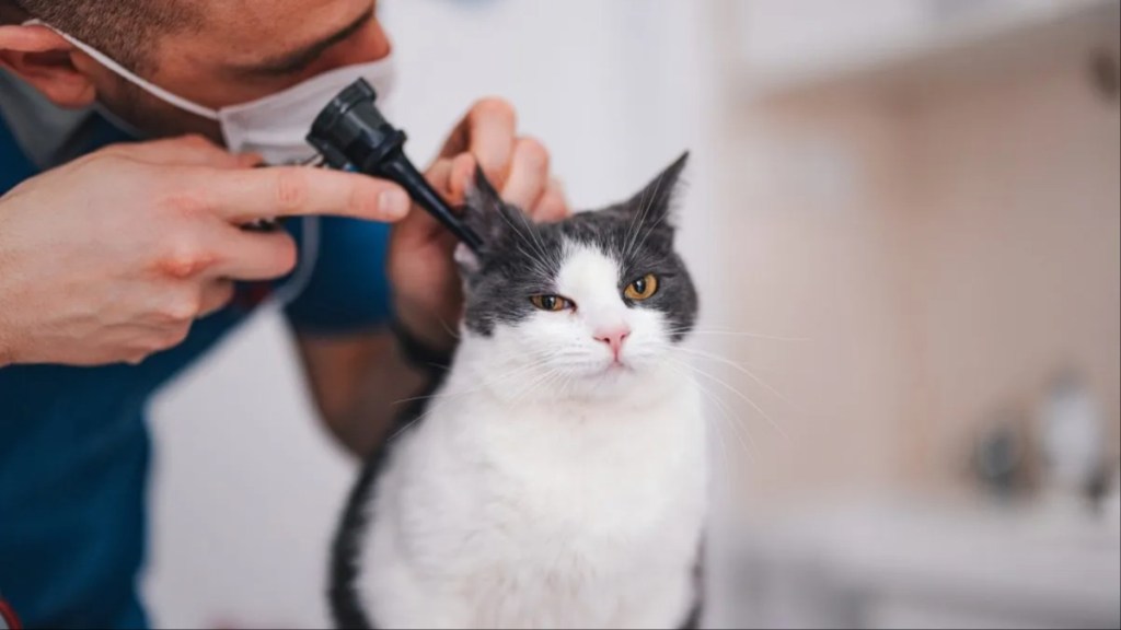 A vet checking a cat's ears, similar to the cat whose ear infection treatment costs reached thousands of dollars.