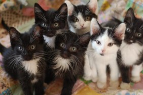 Many kittens looking at the camera, like the 28 cats removed from an 'uninhabitable home.'