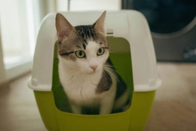 litter box bed