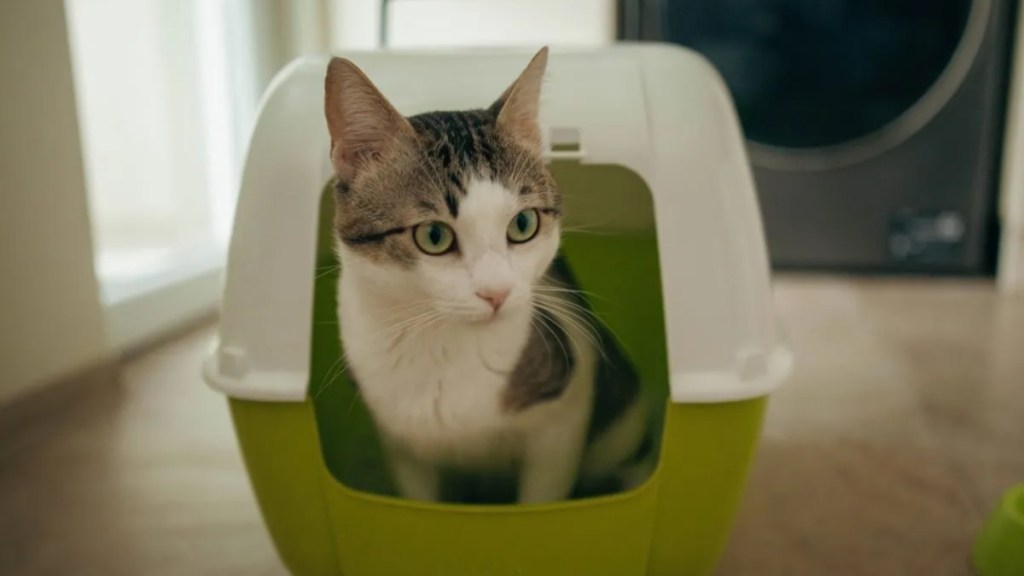 litter box bed