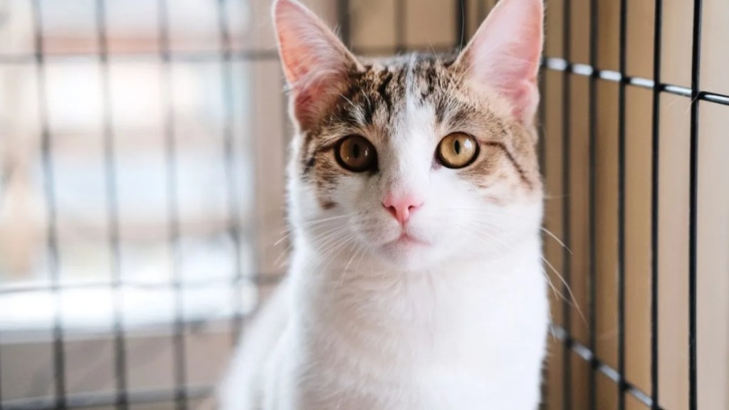 A smooth-haired white cat sitting in a cage in an animal shelter.