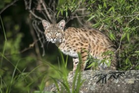 A wild cat standing on A rock while looking at the camera, domesticated wild cats have become popular in the U.K.