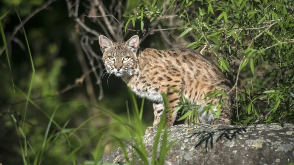 A wild cat standing on A rock while looking at the camera, domesticated wild cats have become popular in the U.K.