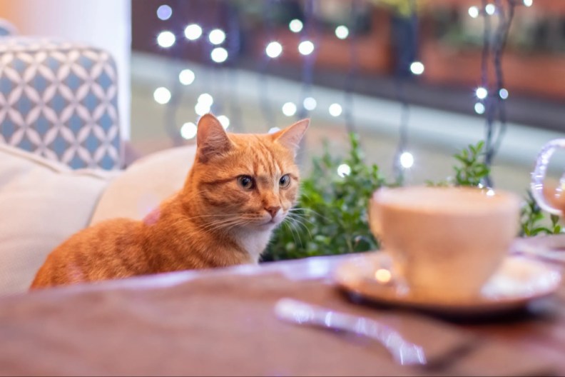 Cute cat indoors at a cat cafe.