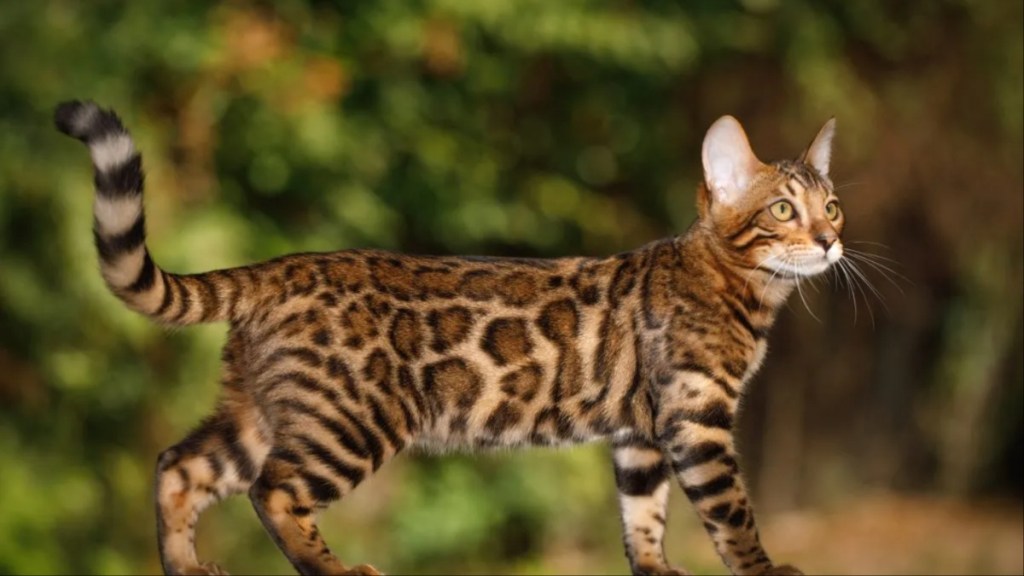 A Bengal cat walking on a plank while staring at something, 70 neglected Bengal cats were rescued from a single house in the U.K.