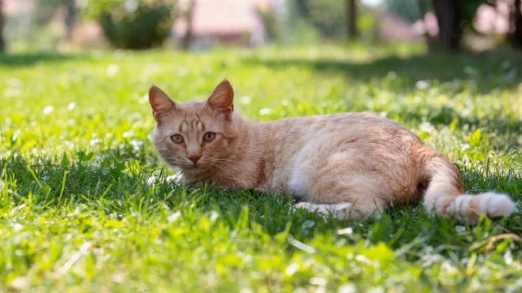 A brown cat lying on the grass, a South Florida woman is in custody for setting a cat on fire