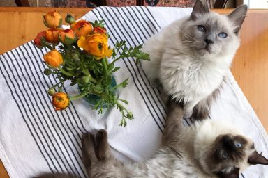 Two Ragdoll kittens, like kittens in Canada who are clones of a beloved cat, Bear.