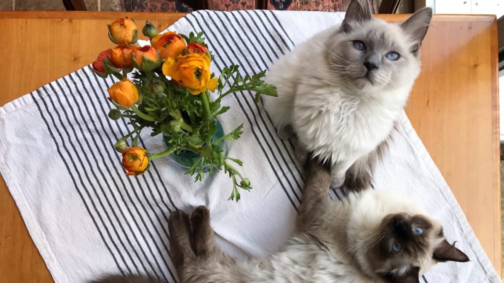 Two Ragdoll kittens, like kittens in Canada who are clones of a beloved cat, Bear.